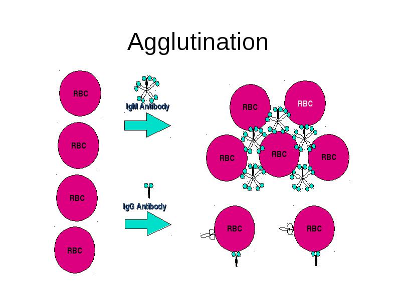 Antigen-antibody Interactions: Antigen-antibody Interactions