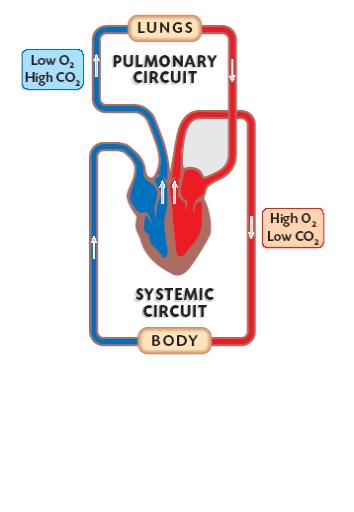 http://leavingbio.net/circulatory%20system/circulatory%20system_files/image034.jpg