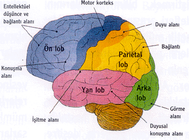 açıklama: http://www.felsefeekibi.com/forumtablolar/anl/beyin1.gif