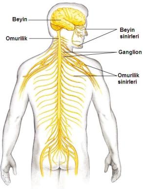 açıklama: http://www.lisebiyoloji.com/resim/lisebiyoloji-sinir%20%2817%29.jpg