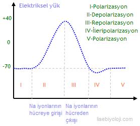 açıklama: http://www.lisebiyoloji.com/resim/lisebiyoloji-sinir%20%2811%29.jpg