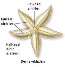 açıklama: http://www.lisebiyoloji.com/resim/lisebiyoloji-sinir%20%2813%29.jpg