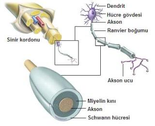 açıklama: http://www.lisebiyoloji.com/resim/lisebiyoloji-sinir%20%284%29.jpg