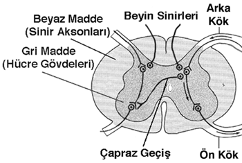 açıklama: http://www.derszamani.net/resim/d2c50b4c873fcf3c02701904baec042b.gif