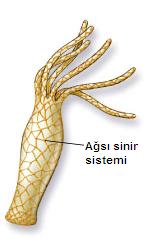 açıklama: http://www.lisebiyoloji.com/resim/lisebiyoloji-sinir%20%2812%29.jpg