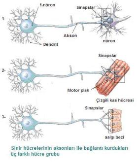 açıklama: http://www.lisebiyoloji.com/resim/lisebiyoloji-sinir%20%282%29.jpg