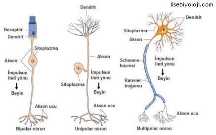 açıklama: http://www.lisebiyoloji.com/resim/lisebiyoloji-sinir.jpg