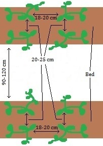 image showing spacing arrangement for growing beds in greenhouses.