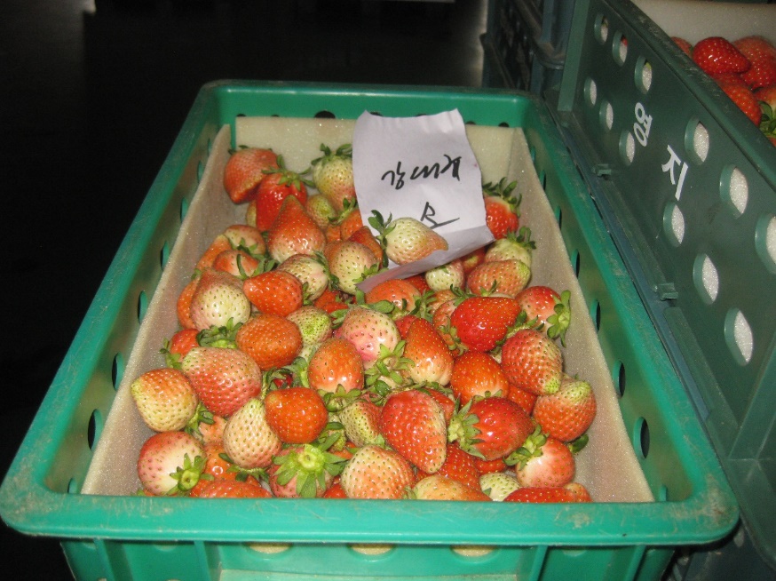 freshly picked strawberries in a rectangular plastic crate.