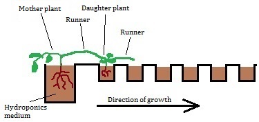 shows multiplication of foundation plants. a foundation plant is grown in a pot, with a runner growing horizontally to another pot, leading to a daughter plant, which grows another runner horizontally. states plants are kept in hydroponics medium.