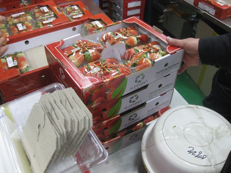 image showing punnets packed in cardboard carton ready for transportation or storage.