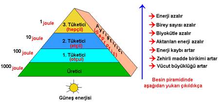 besin-zinciri-piramidi