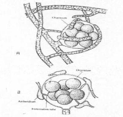 http://www.mikrobiyoloji.org/tr/genel/resimgoster.aspx?dil=1&belgeanah=3435&resimisim=j110013500_9.jpg