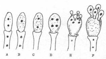 http://www.mikrobiyoloji.org/tr/genel/resimgoster.aspx?dil=1&belgeanah=3435&resimisim=j110013500_8.jpg