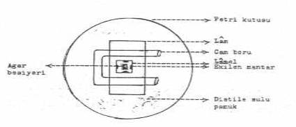 http://www.mikrobiyoloji.org/tr/genel/resimgoster.aspx?dil=1&belgeanah=3507&resimisim=j110014200_1.jpg