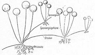 http://www.mikrobiyoloji.org/tr/genel/resimgoster.aspx?dil=1&belgeanah=3433&resimisim=g110013500_6.gif