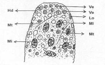 http://www.mikrobiyoloji.org/tr/genel/resimgoster.aspx?dil=1&belgeanah=3427&resimisim=j110013500_1.jpg