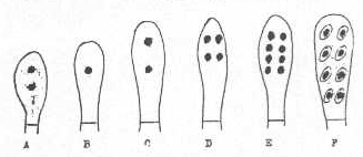 http://www.mikrobiyoloji.org/tr/genel/resimgoster.aspx?dil=1&belgeanah=3435&resimisim=g110013500_7.gif