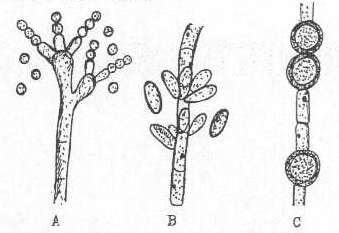 http://www.mikrobiyoloji.org/tr/genel/resimgoster.aspx?dil=1&belgeanah=3433&resimisim=g110013500_4.gif