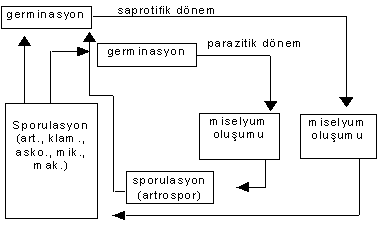 http://www.mikrobiyoloji.org/tr/genel/resimgoster.aspx?dil=1&belgeanah=3479&resimisim=g110013800_5.gif