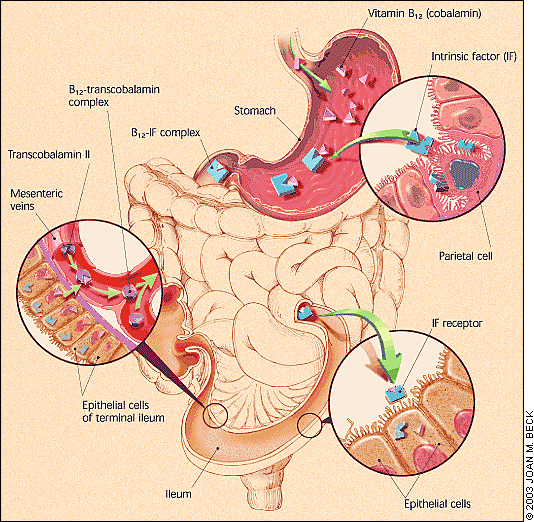 the picture shows vitamin b12 absorption and transport(3)