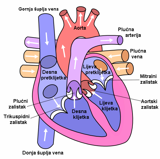 Začepljenje krvnih žila oko srca (koronarna bolest srca) – rizici, simptomi i liječenje