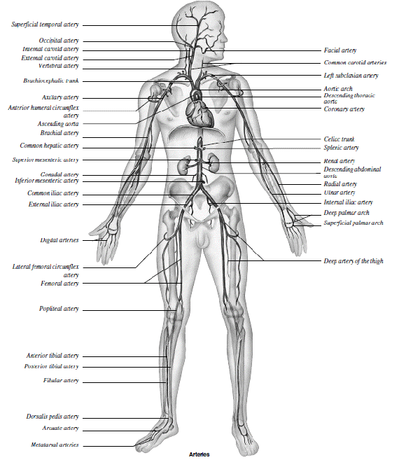 anatomy of blood vessels review sheet