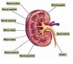 c:\users\toshiba\documents\kidney anatomy.jpg
