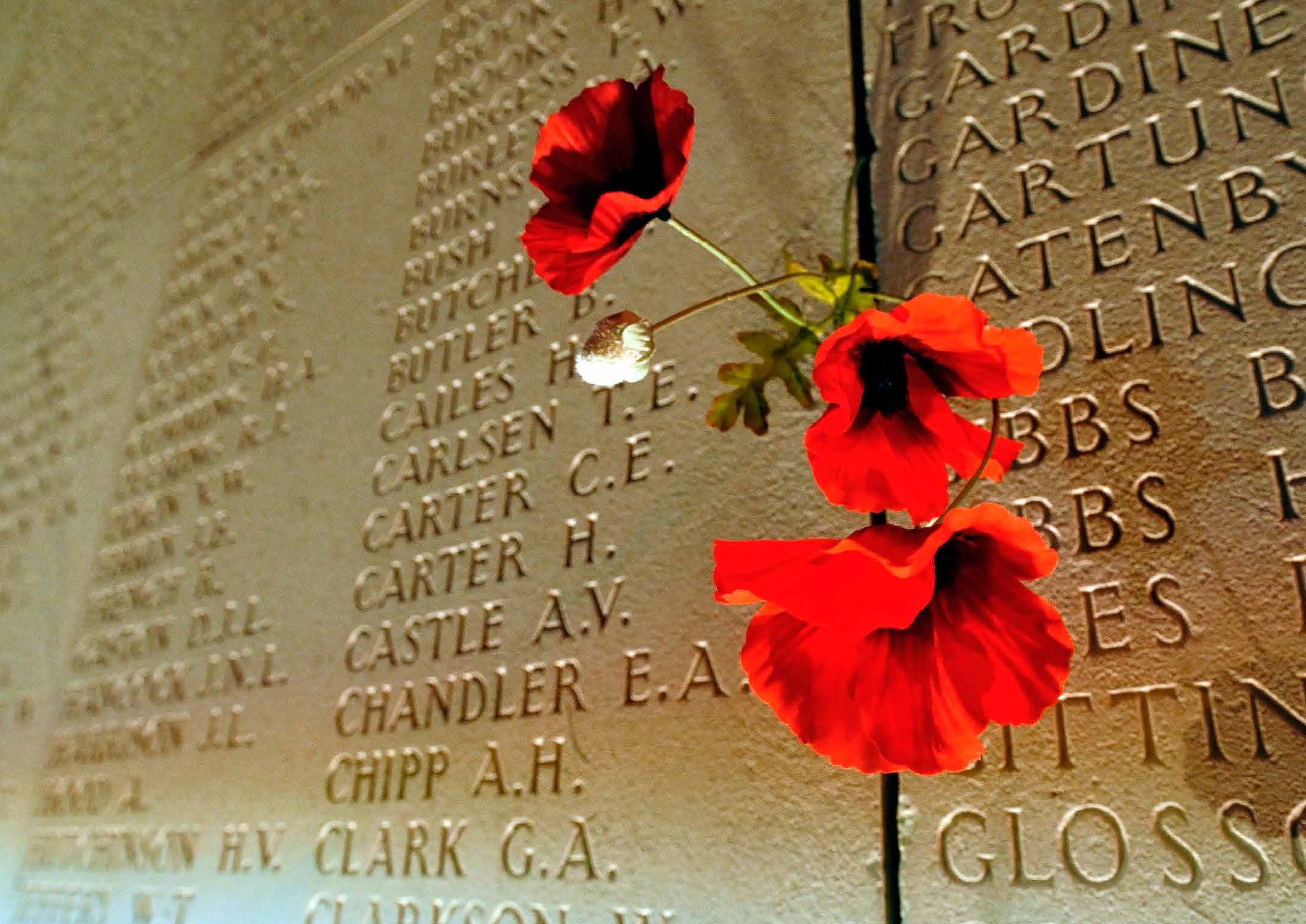 close up of a poppy on the wall of rememberance