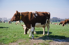 koeien staan in een weiland te grazen.