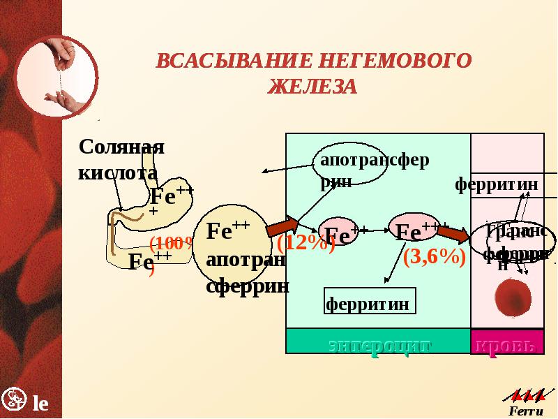 Анемии классификация патогенез лечение