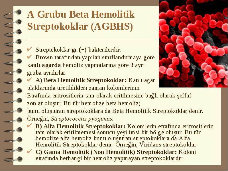 A Grubu Beta Hemolitik Streptokoklar Agbhs Streptekoklar Gr Bakterilerdir