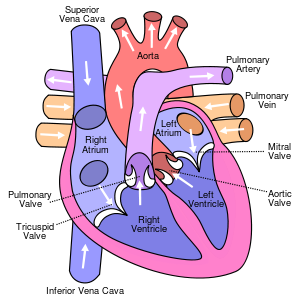 http://upload.wikimedia.org/wikipedia/commons/thumb/e/e5/diagram_of_the_human_heart_(cropped).svg/300px-diagram_of_the_human_heart_(cropped).svg.png