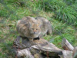 https://upload.wikimedia.org/wikipedia/commons/thumb/0/0a/wildkatze_002.jpg/265px-wildkatze_002.jpg