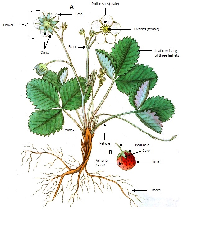 strawberry diagram describing all parts of a strawberry plant including the roots, crown, petiole, bract and leaf. it also describes the flower including the petal, calyx, pollen sacs, ovaries, as well as the strawberry fruit with peduncle, calyx and achene.