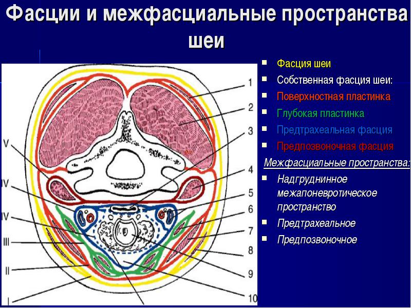 Фасции шеи по шевкуненко схема