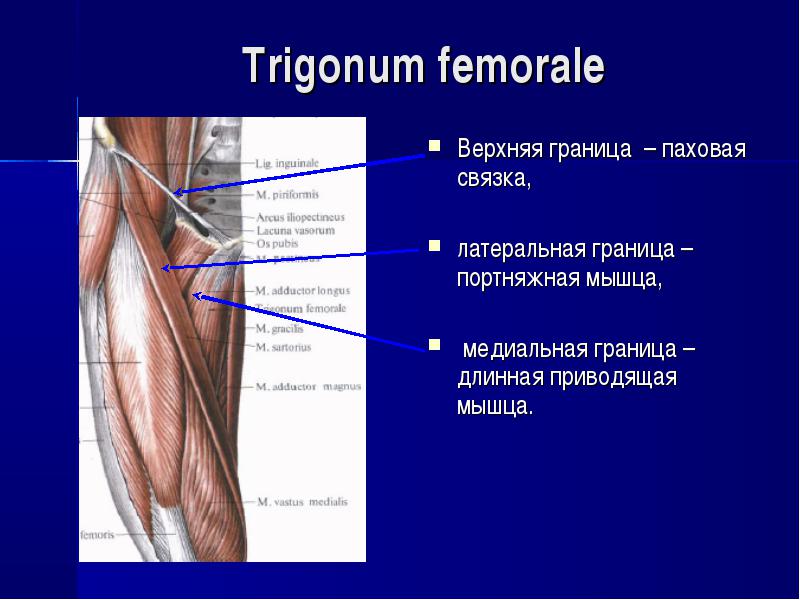 Бедренный треугольник