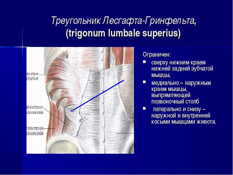 Поясничная область топографическая