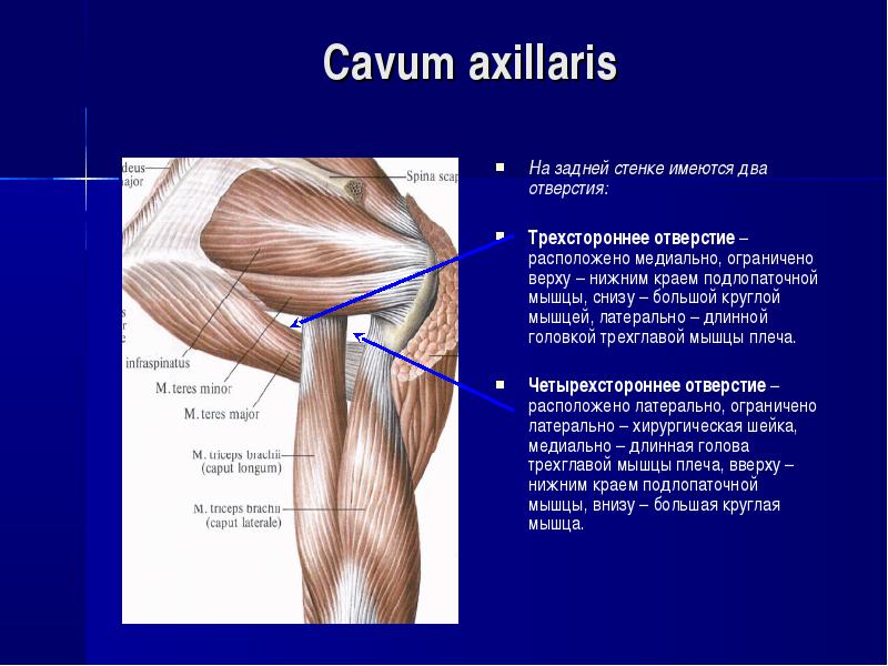 Находятся отверстия. Трехстороннее и четырехстороннее отверстие содержимое. 3х и 4х стороннее отверстие плеча анатомия. Fossa axillaris стенки. 3 Стороннее и 4 стороннее отверстие.