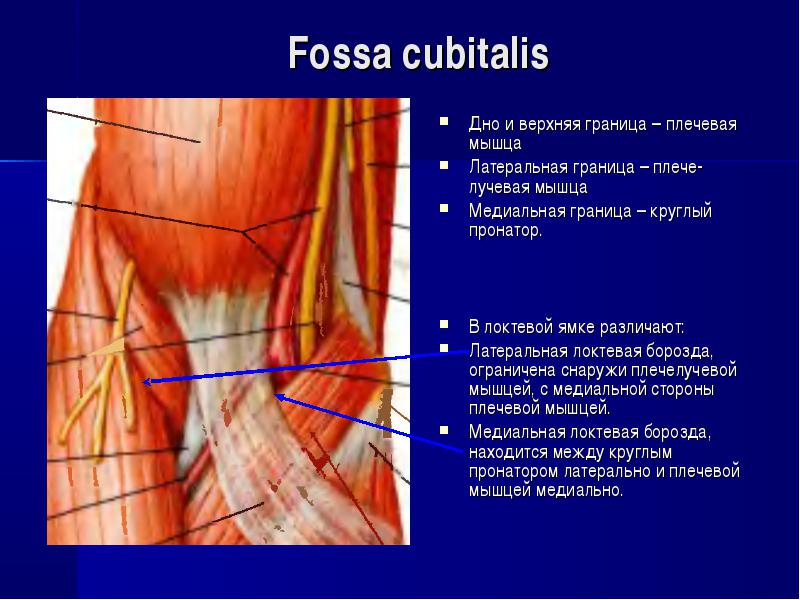Борозды плеча. Локтевая ямка топографическая анатомия. Передняя латеральная локтевая борозда. Мышцы локтевой ямки.