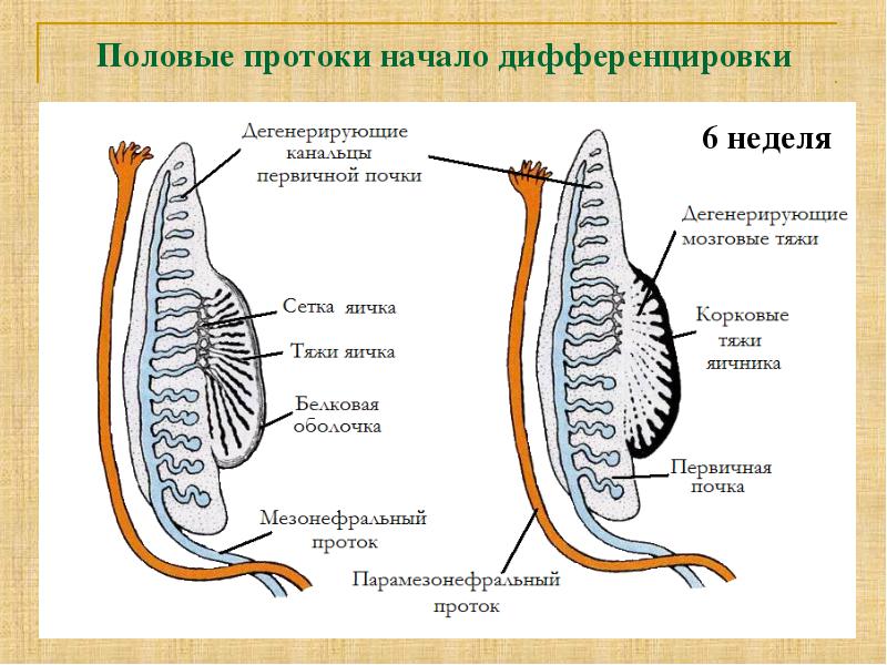 Железы развитие