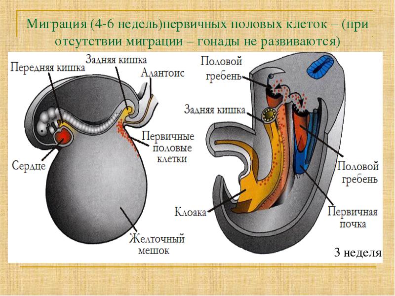 Первичный полом