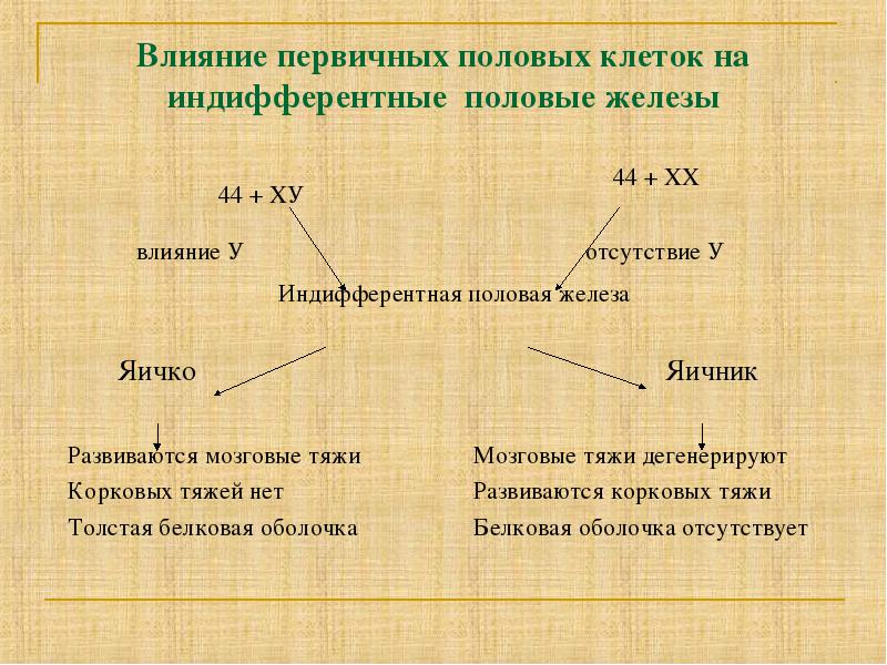 Первичный пол. Индифферентная стадия развития половых органов. Индифферентная половая железа. Индифферентно это. Индифферентное раздражение.