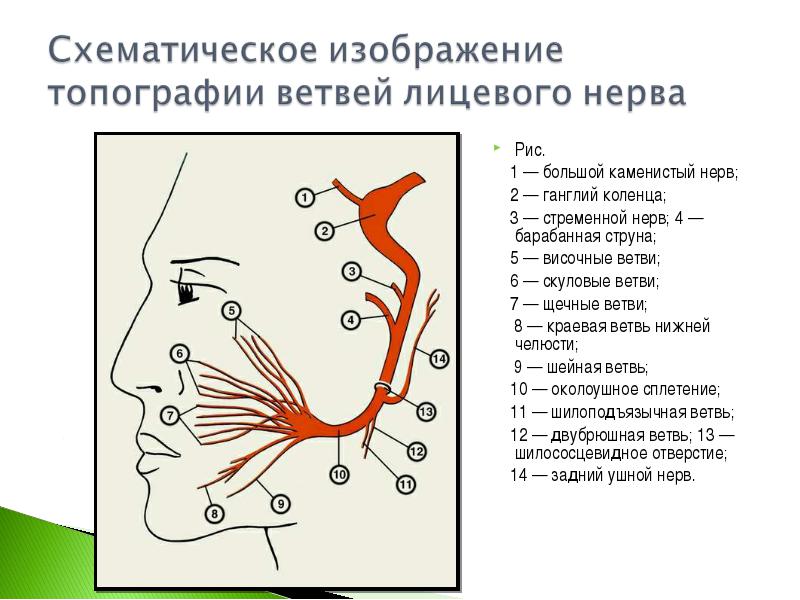 Лицевой нерв является. Ветви лицевого нерва схема. Лицевой нерв топографическая анатомия. Лицевой нерв (промежуточно-лицевой нерв VII пара). Ход лицевого нерва топографическая анатомия.