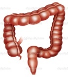 depositphotos_21682315-the-large-intestine