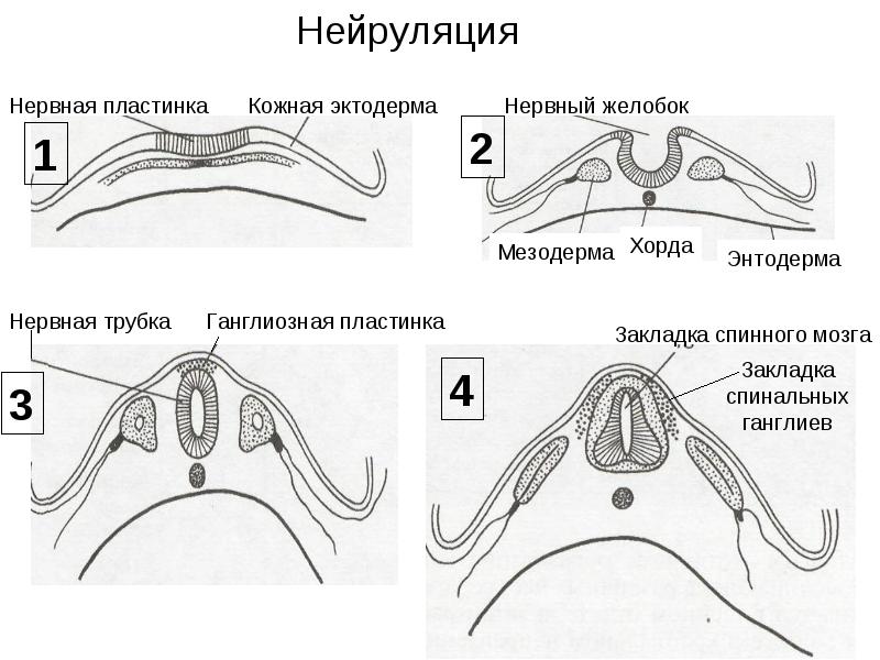 Какой цифрой обозначена на рисунке нервная пластинка