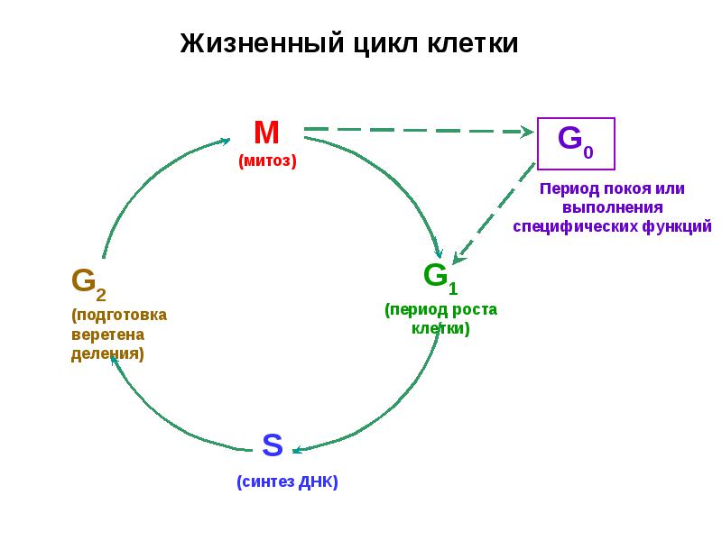 Жизненный цикл клетки картинка