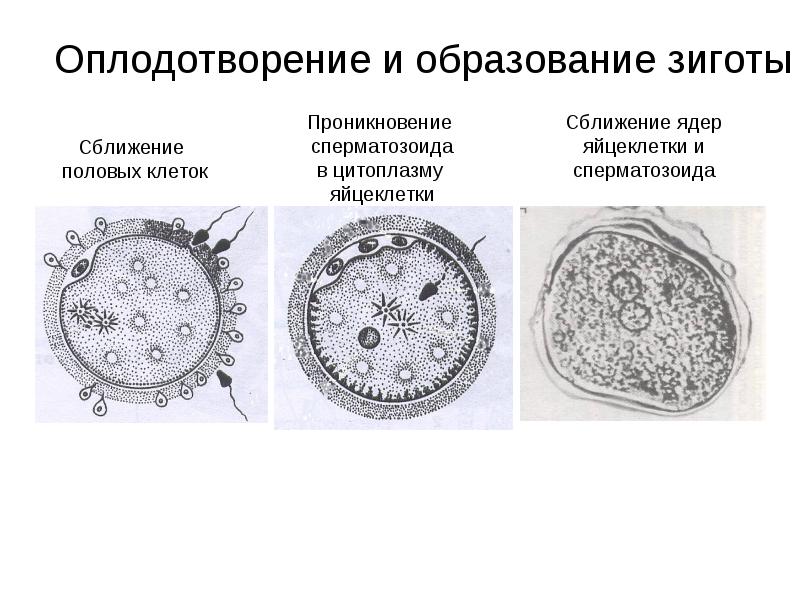 Образование зиготы рисунок