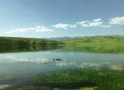 عکس: ‏miyana,ovunluq gölü və vəhşi ördəklər میانا، دریاچه اوونلوق و اردکهای وحشی عکاس: طالبی‏
