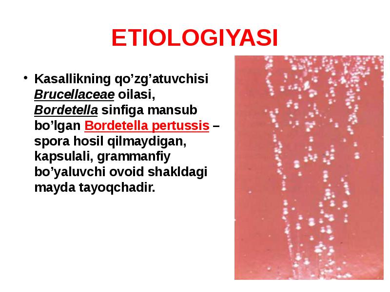 Bordetella пцр